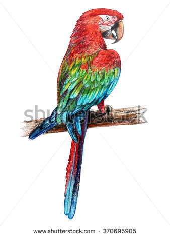 338x470 Drawings Of Parrots