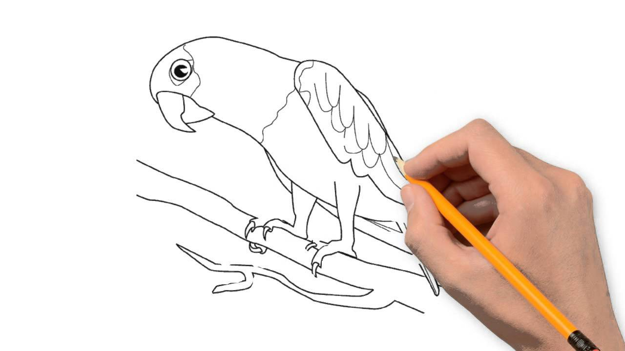 1280x720 Parrot Sketch Step By Step How To Draw Parrots, Draw Macaws