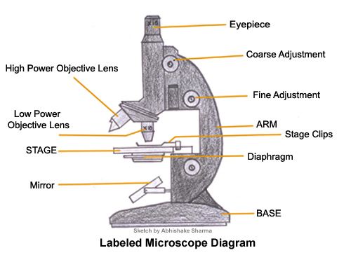 500x364 A Study Of The Microscope And Its Functions With A Labeled Diagram
