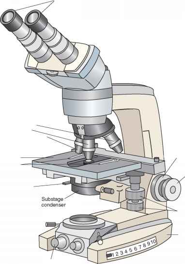382x545 The Microscope