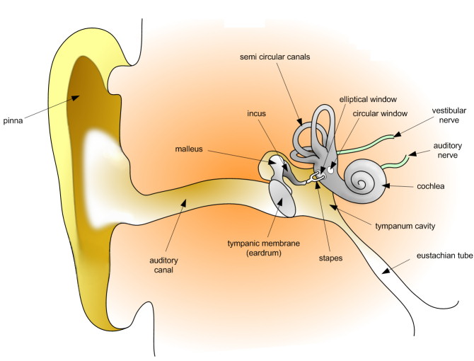 670x510 Ear Diagram