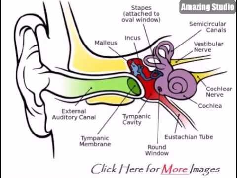 480x360 Human Ear Diagram With Labels