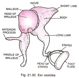 265x262 Human Ear Structure And Functions (With Diagram)