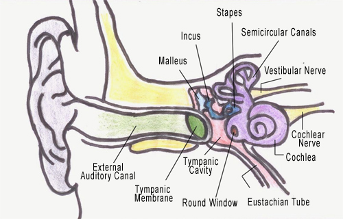 Parts Of The Ear Drawing at GetDrawings | Free download