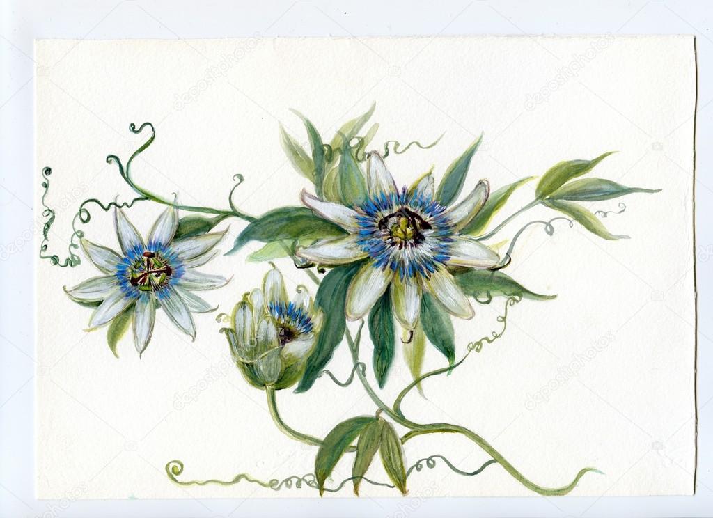 1024x744 Botanical Drawing Passionflower Stock Photo Vnovi