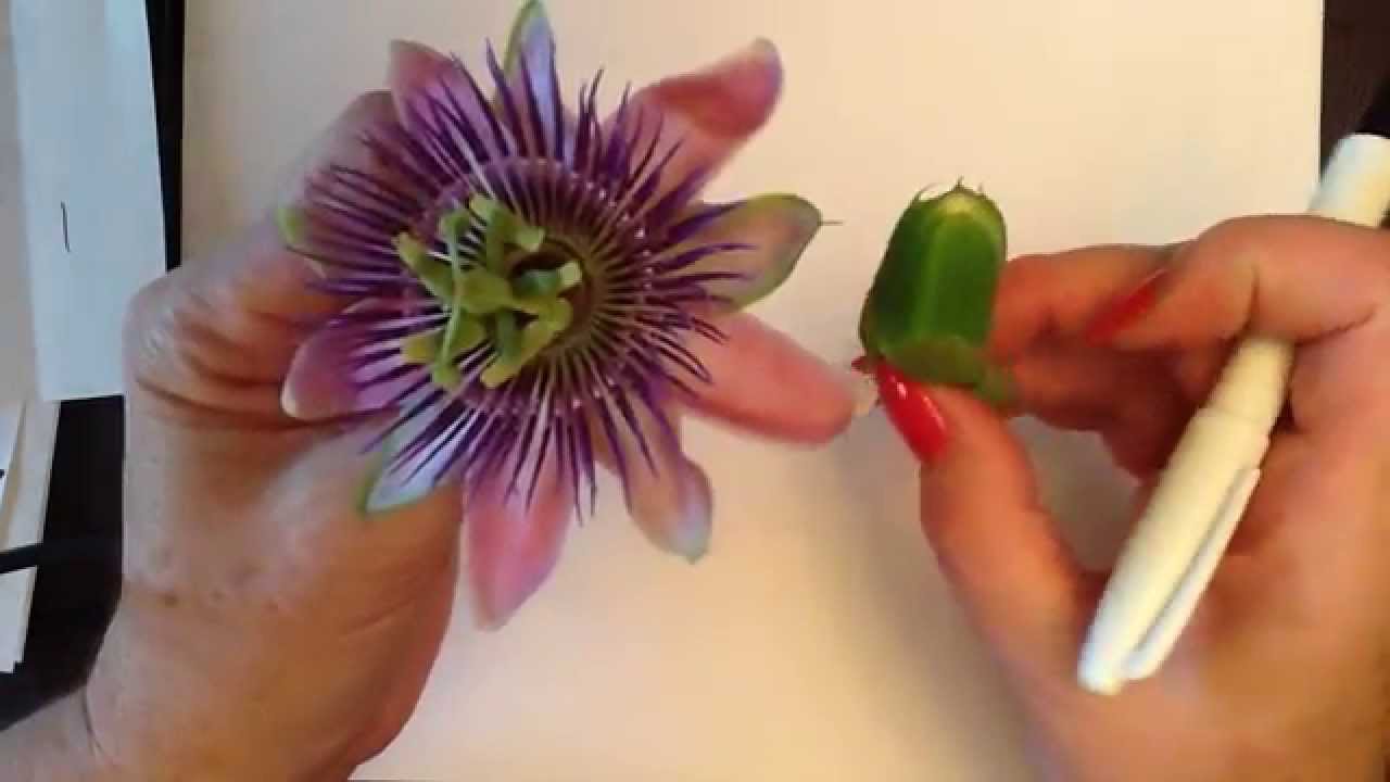 1280x720 Kids Can Draw Passion Flower