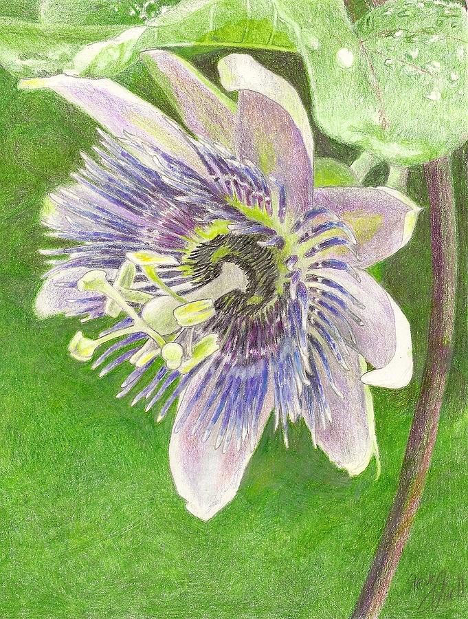 681x900 Passiflora Alatocaerulea Drawing By Steve Asbell