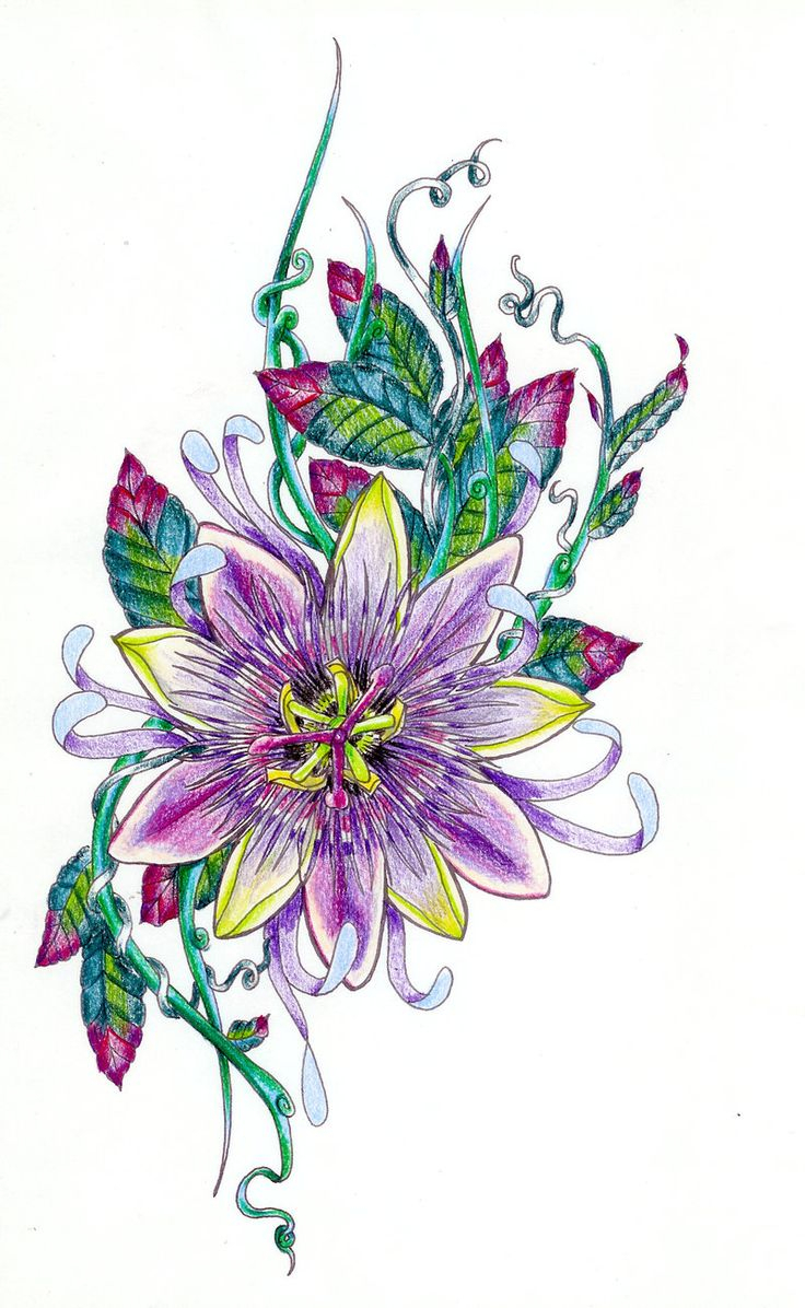 736x1196 Passion Flower Drawing 8 Best Tatto Pasiflora Images