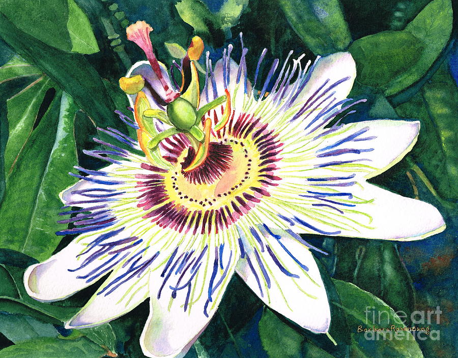 900x704 Passion Flower Painting By Barbara Rosenzweig