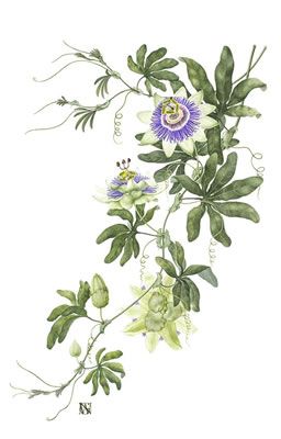 256x400 Passionflower Passion Flower Illustration