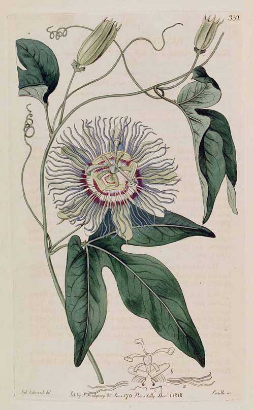 500x808 Richard Whelan ~ Medical Herbalist ~ Passion Flower