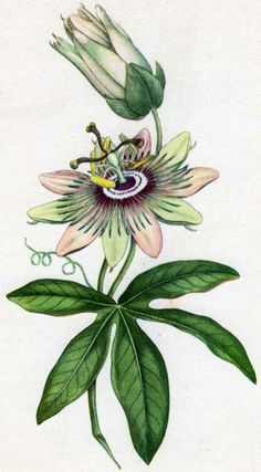 236x427 Passion Flower Drawing