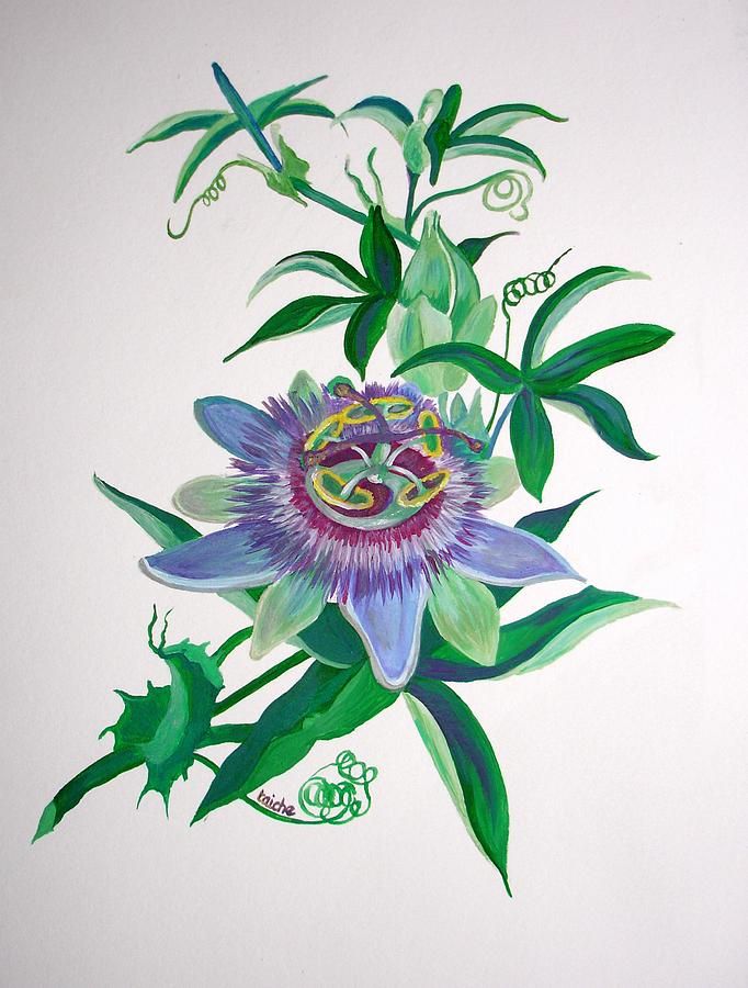 682x900 Passion Flower Drawing