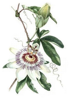 284x400 Passionflower2.jpg