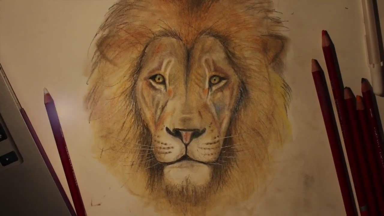 1280x720 Time Lapse Of A Lion. Pastel Pencil Drawing