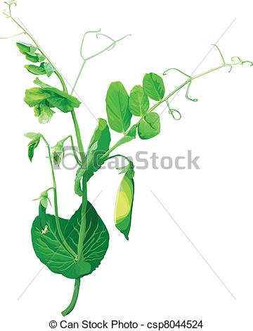 360x470 Green Pea Flowers. The Barrel Of The Peas From The Pods And Eps