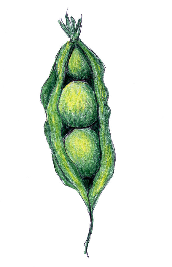 580x900 Peapod Drawing By Nancy Mueller