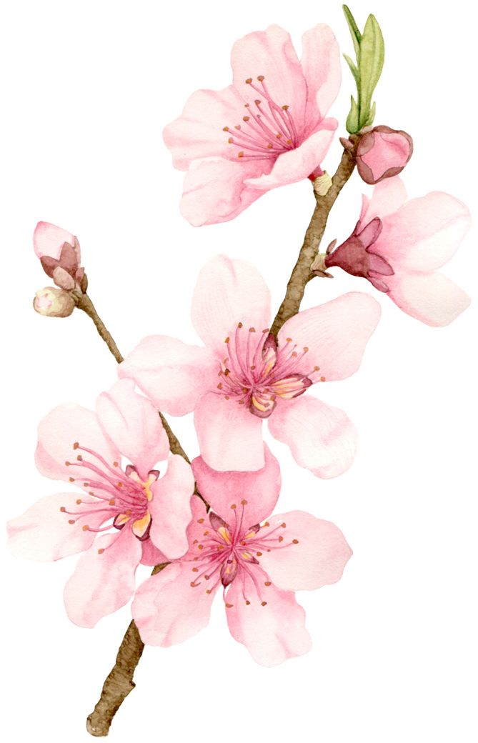 669x1040 All Sizes Peach Blossom