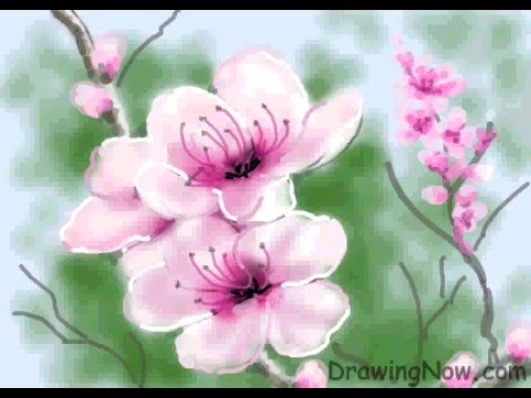 480x360 How To Draw Peach Blossom