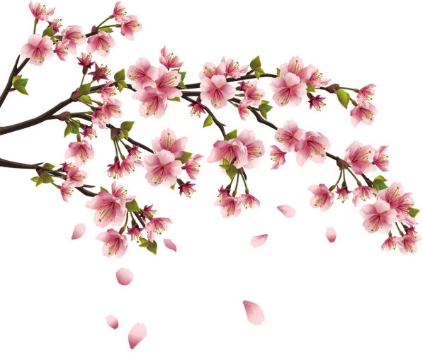 597x498 Peach Blossom Vector Free Vector Download (699 Free Vector)