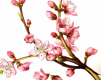 Peach Blossom Drawing at GetDrawings | Free download