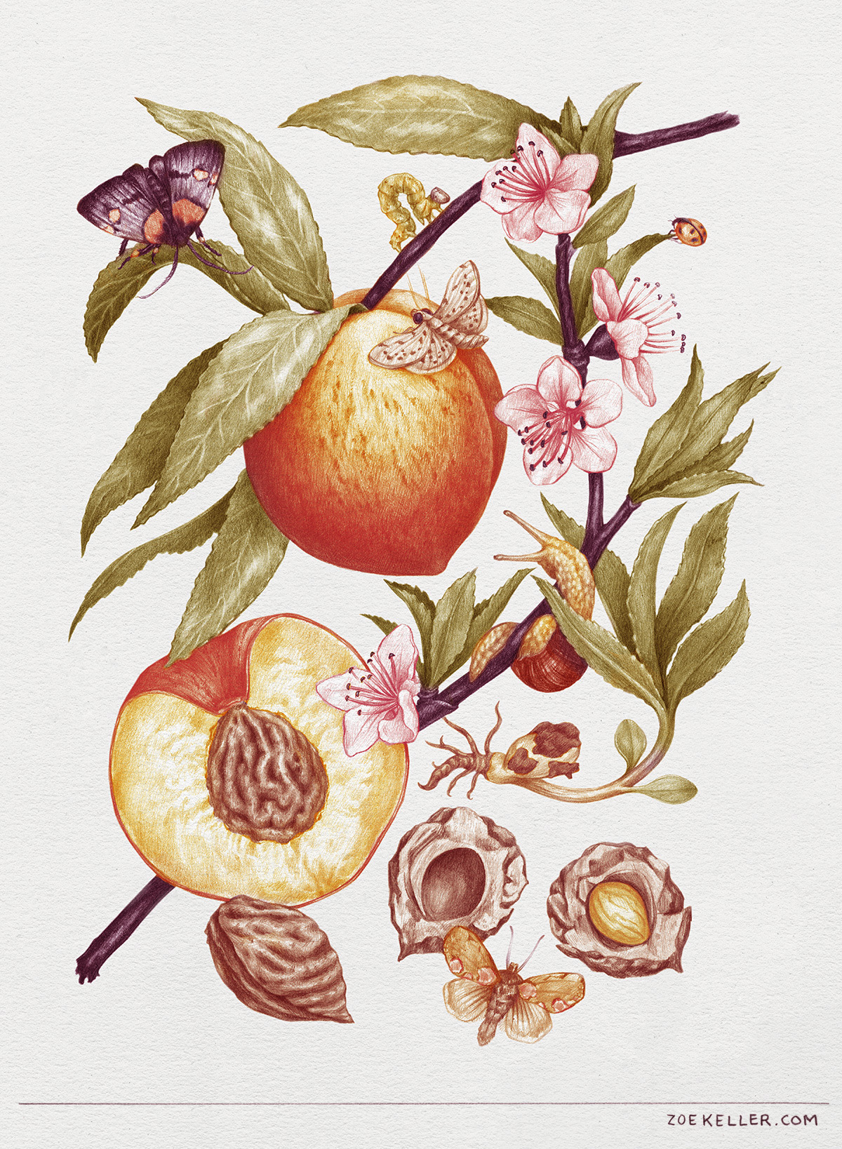 1200x1638 Inspired By Vintage Botanical Illustrations, I Just Finished Up