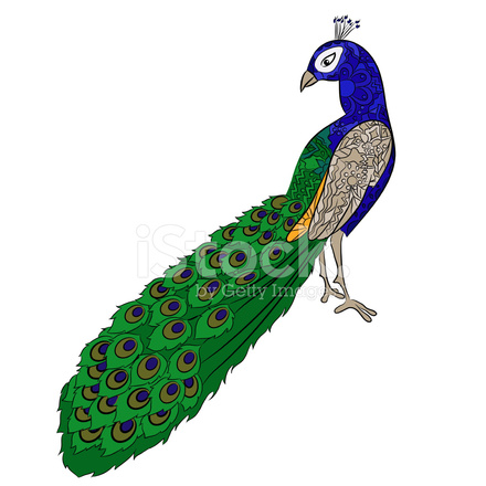 440x440 Hand Drawing Peacock Stock Vector
