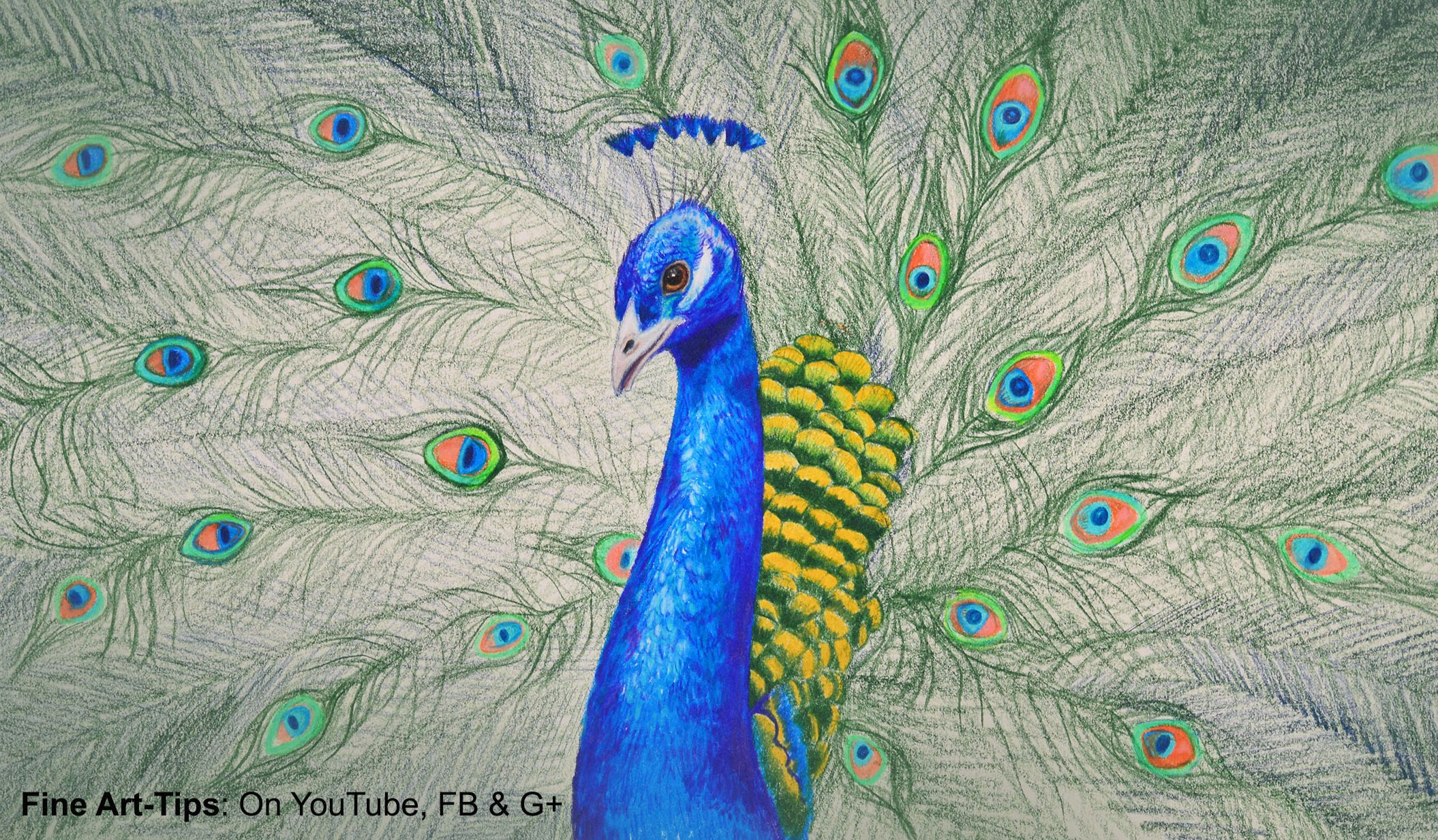 2110x1233 How To Draw A Peacock With Color Pencils