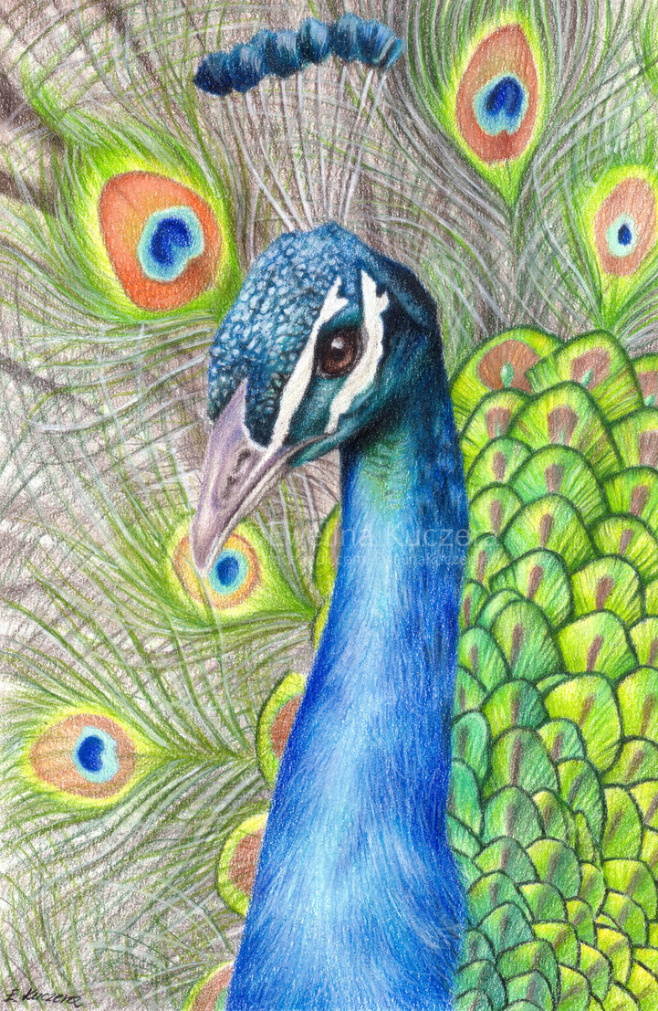 721x1107 Peacock Drawing By Kot Filemon