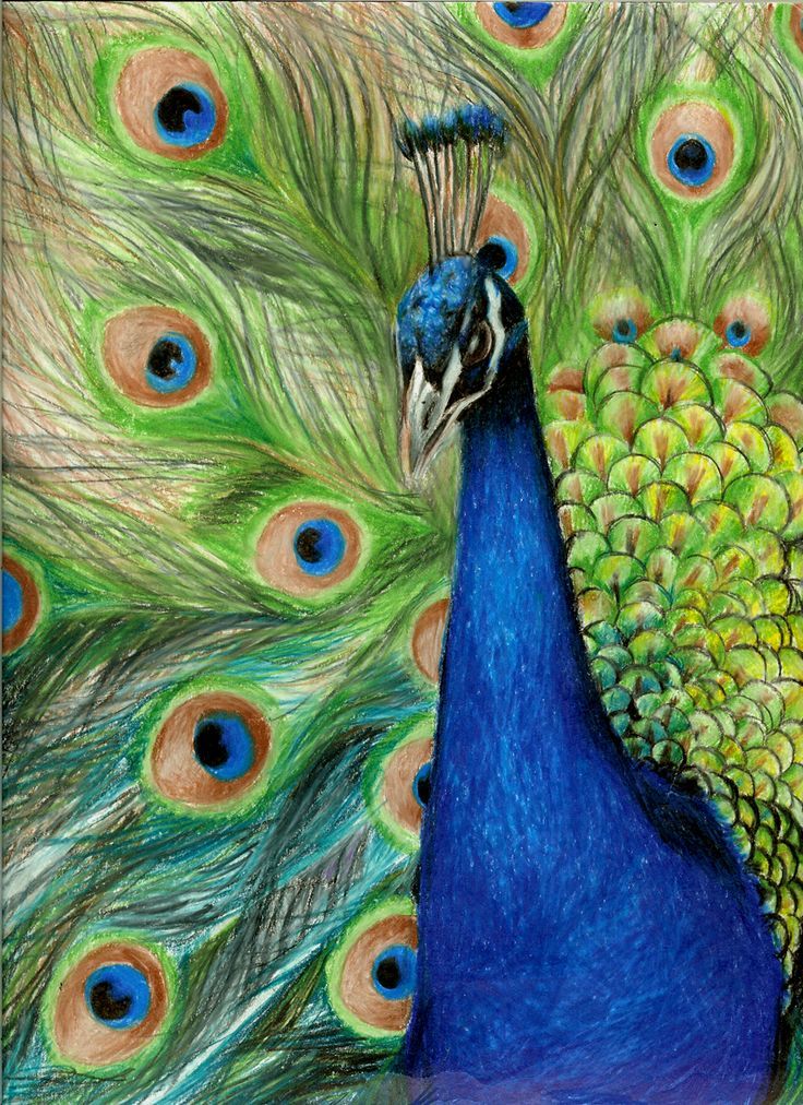 736x1012 Use Those Colored Pencils To Sketch Your Imagination Pencil Art