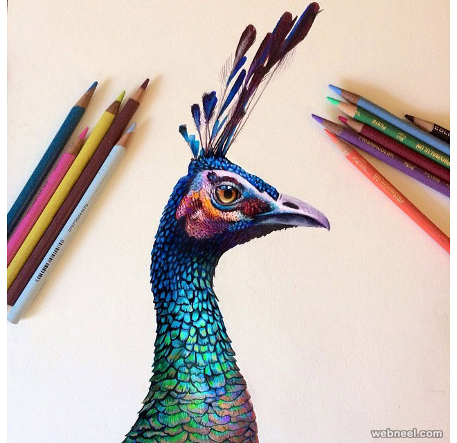 660x640 Peacock Color Pencil Drawing By Morgan Davidson 3