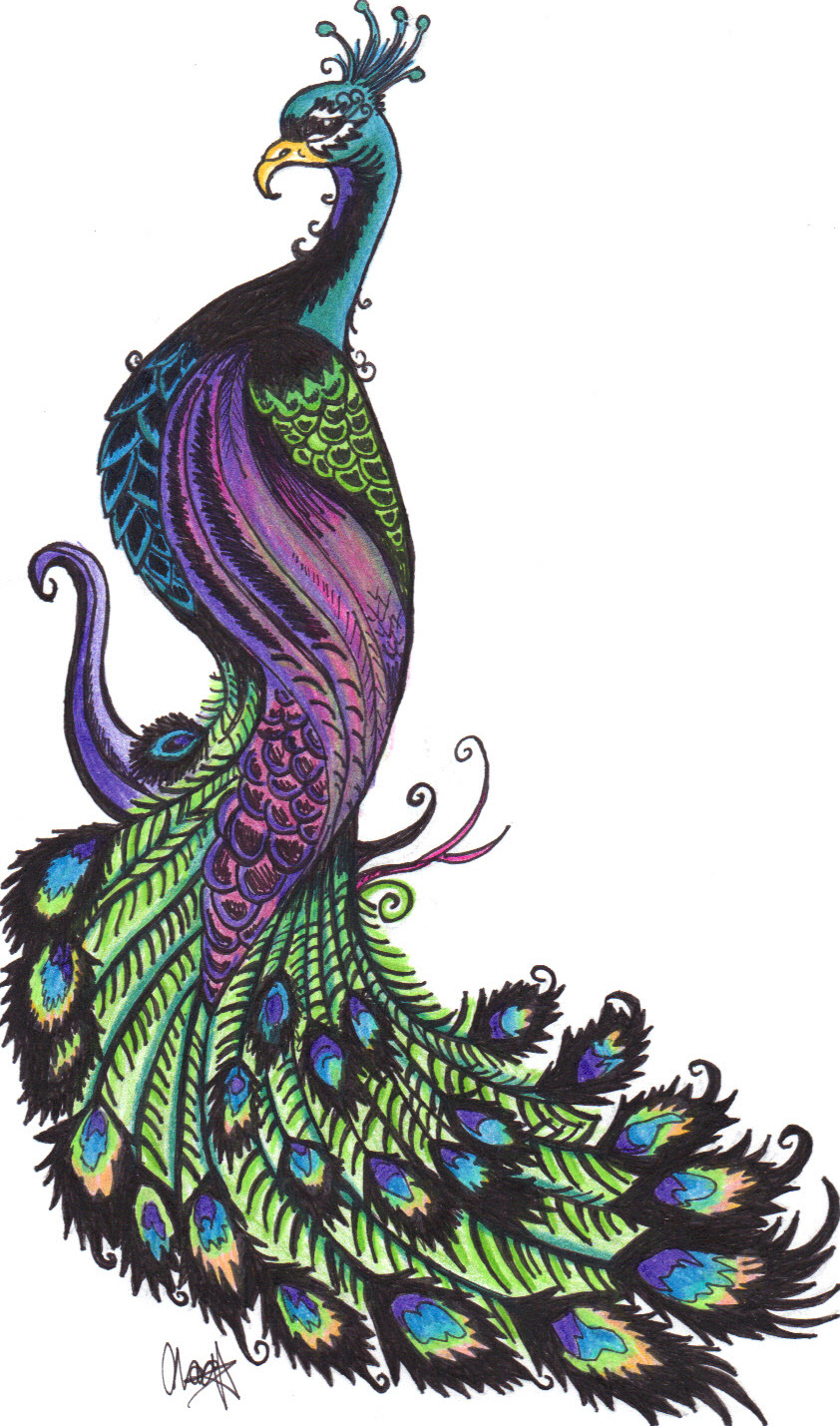 842x1429 World Best Colourful Drawing Stills Unique Peacock Drawing