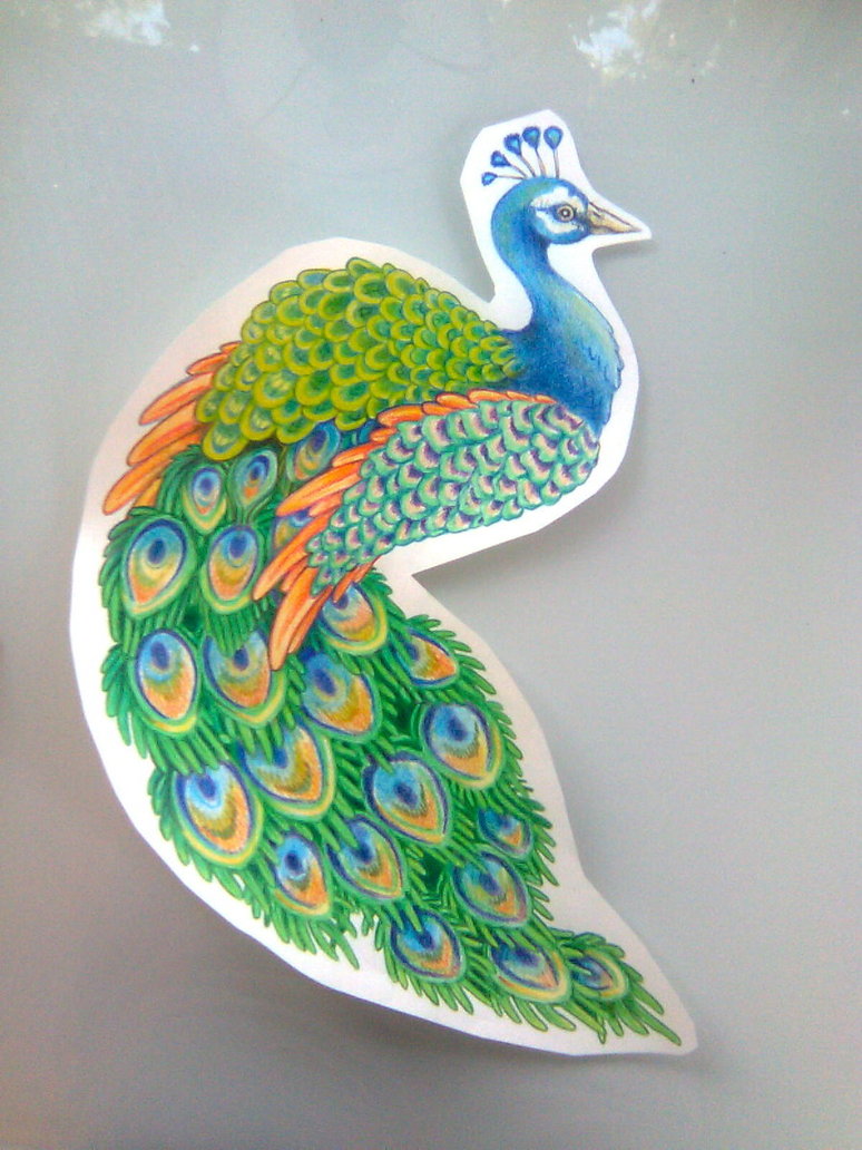 774x1032 Peacock Drawing By Kittencaboodles