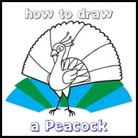 200x200 How To Draw Peacocks Drawing Tutorials Amp Drawing Amp How To Draw