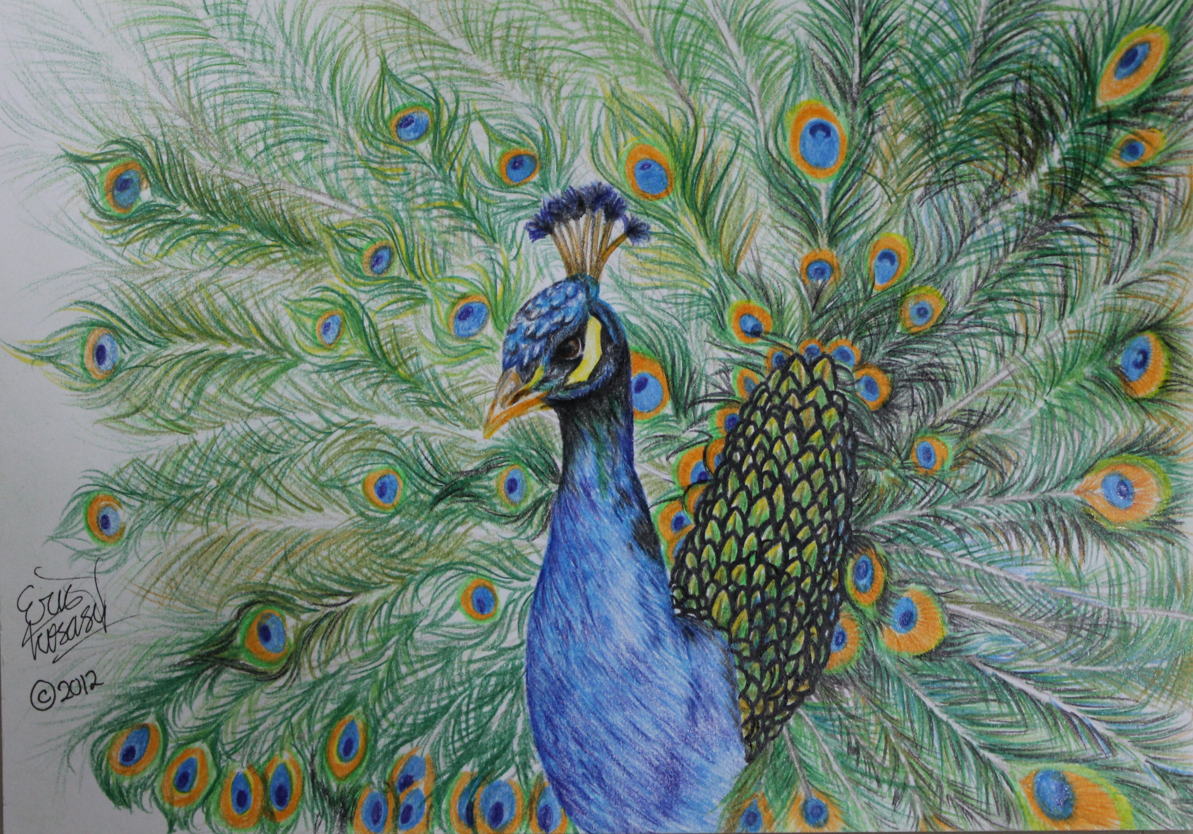 3913x2736 Beautiful Peacock Drawing By Kokosasih Erica Goldsack