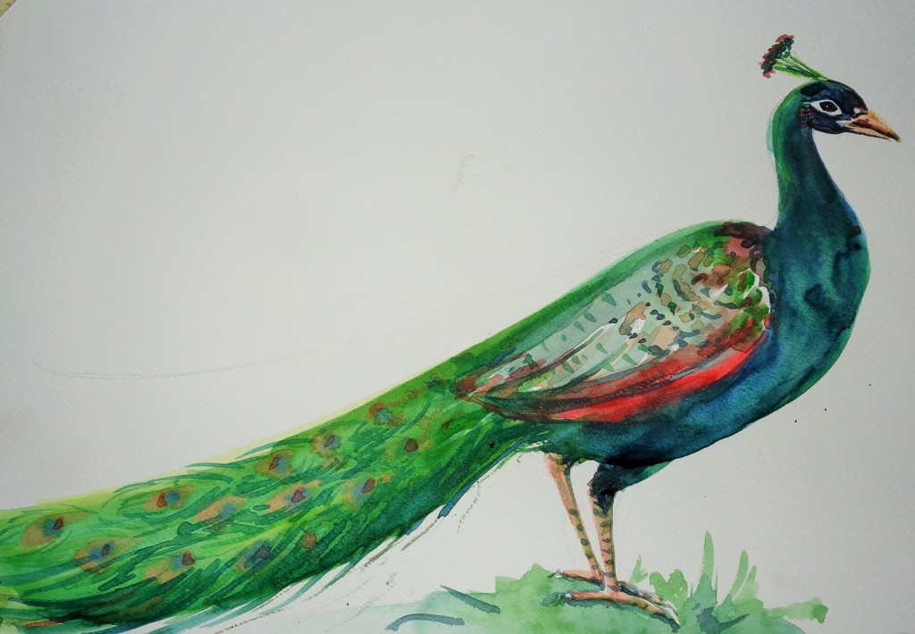 1024x710 Easy Peacock Drawing How To Draw A Peacock Step Step For Kids