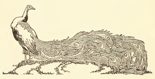 519x267 Glorious Peacock Drawing