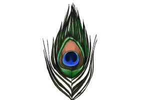 300x200 How To Draw A Peacock Feather