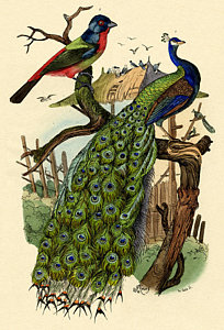 204x300 Peacock Drawings Fine Art America