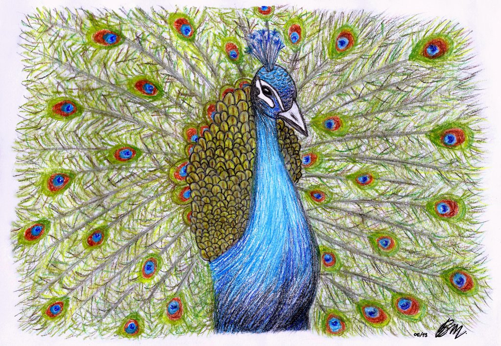 1024x708 My Pastel Drawing Peacock By Barbarabm