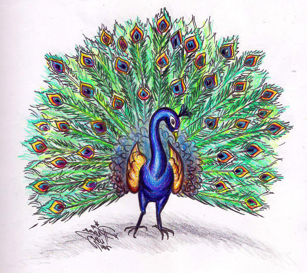 1024x910 Colour Full Sketch For Peacock