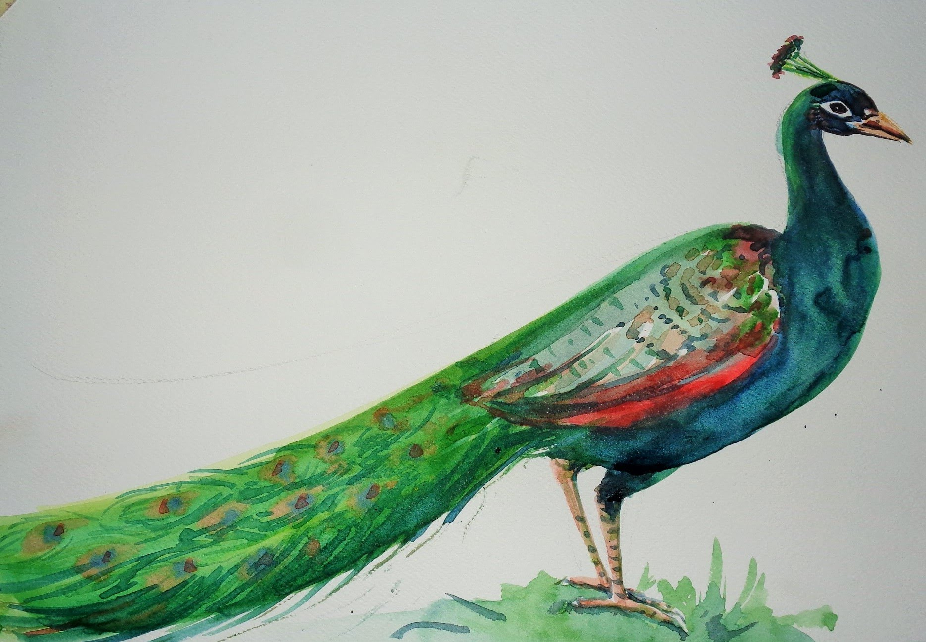 1873x1300 Simple Colorful Peacock Drawing How To Draw A Peacock Step By