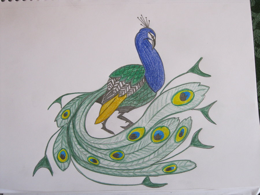 900x675 Peacock Sketch By Sapphireminx