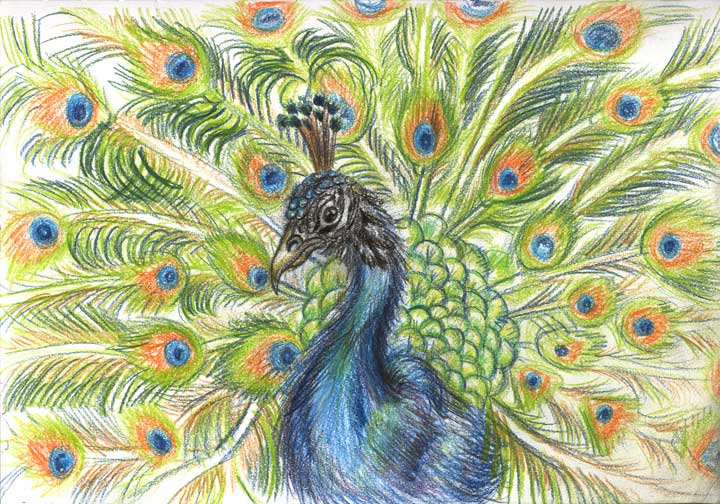720x504 Peacock Sketch By Shadow Of Ember