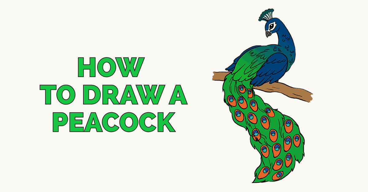 1200x628 How To Draw A Peacock In A Few Easy Steps Easy Drawing Guides