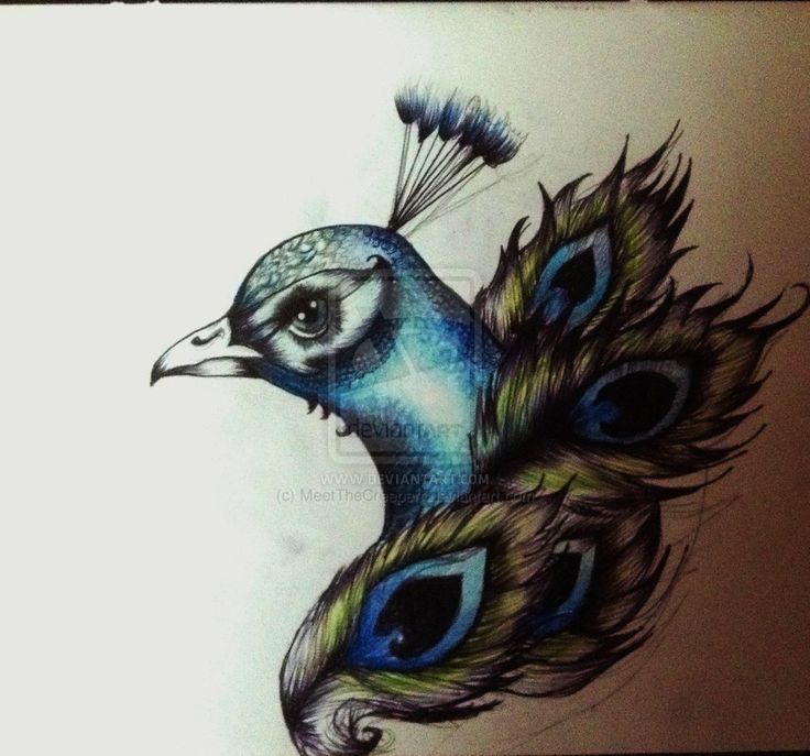 736x687 Colorful Peacock Head With Feather Tattoo Design By Meetthecreeperr
