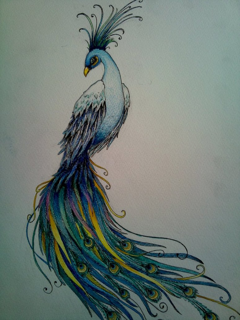774x1032 Peacock Doodle By Kirstynoelledavies