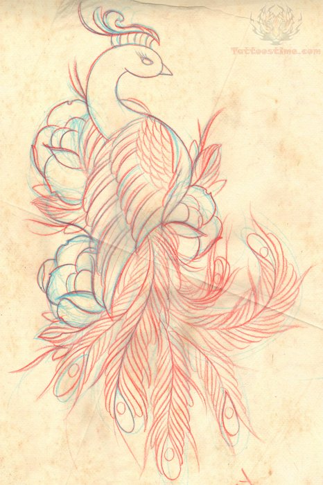 466x700 Peacock Drawing Tattoo Sample Tattoo Lt3 Drawing