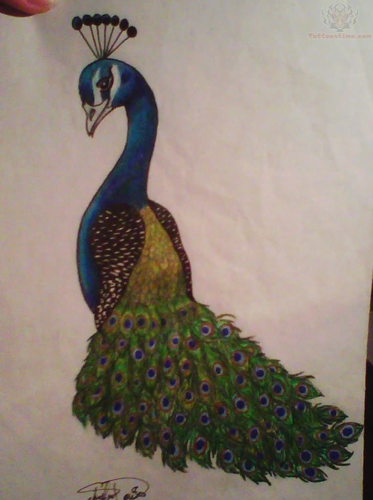 763x1023 Peacock Tattoo Drawing