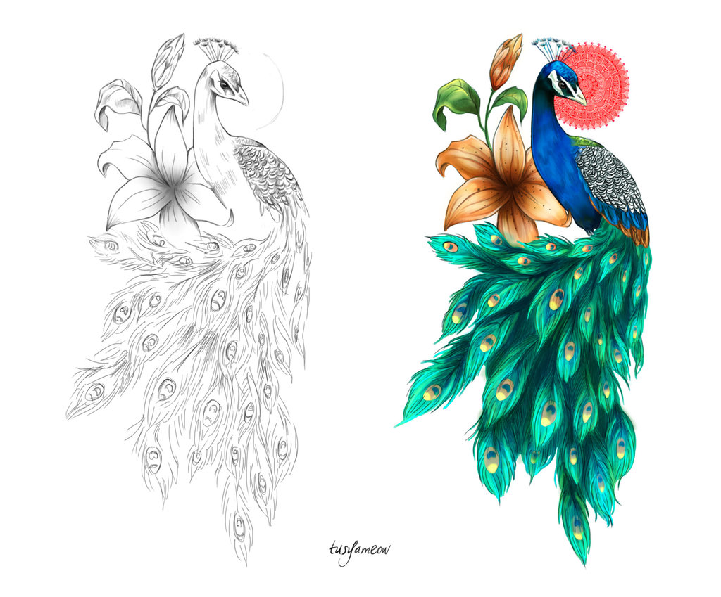 1024x849 Peacock Drawing Tattoo